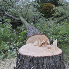 arboriste dans Hérault