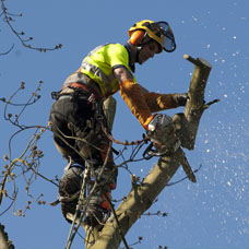 vos travaux d’élagage et étêtage d’arbre 34