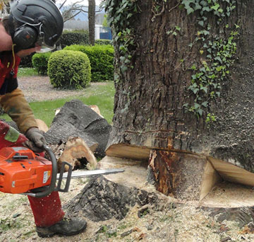 un abattage d’arbre réussi