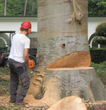 nous prenons soin de vos arbres