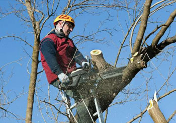 Abattage et élagage d'arbre