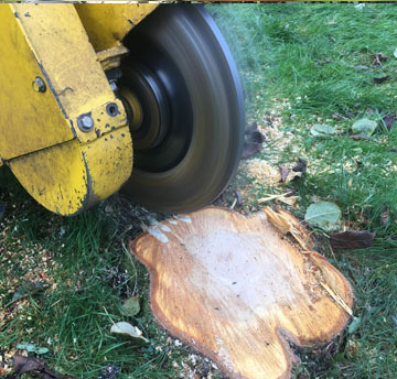 Dessouchage d'arbre pour tout 34