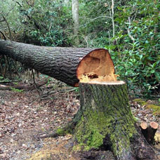 l’entreprise abattage d’arbre