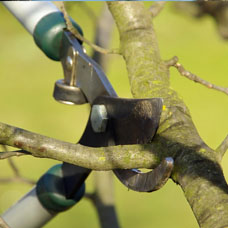 Des entretiens d’arbre de qualité sur 34