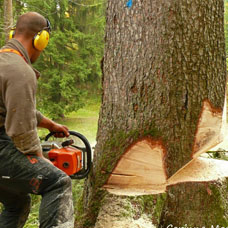 Abattage d’arbres avec Élagage Hérault